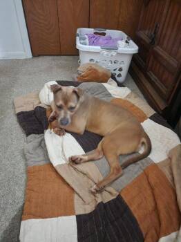 Staffordshire Bull Terrier Dogs Available for Adoption - Maple | PetCurious