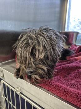 Pen 234 -  Terrier Dog for Adoption in Lawrenceville, Georgia - Pen 234 | PetCurious