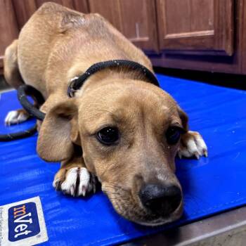 Shepherd and Yellow Labrador Retriever Dogs Available for Adoption in Tupelo, Mississippi - Golden Barrel 041710U | PetCurious