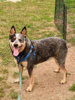 OBI -  Australian Cattle Dog Blue Heeler Dog for Adoption in Methuen, Massachusetts - OBI | PetCurious