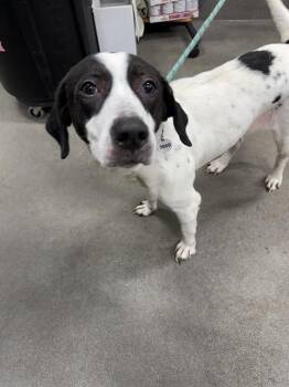 JESS -  German Shorthaired Pointer and Mixed Breed Dog for Adoption - JESS | PetCurious