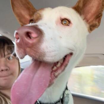 Katniss -  Mixed Breed and Cattle Dog Dog for Adoption in Salt Lake City, Utah - Katniss | PetCurious