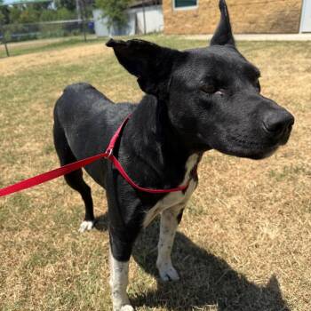 Nigella -  Mixed Breed Dog for Adoption in Norman, Oklahoma - Nigella | PetCurious