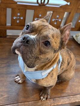 Ricky -  American Bully and French Bulldog Dog for Adoption in Stamford, Connecticut - Ricky | PetCurious