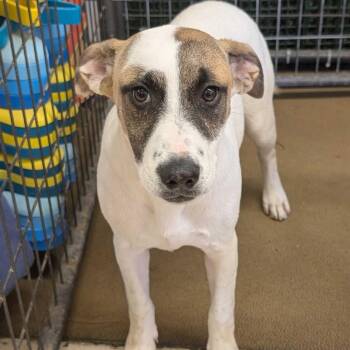 Beagle and Mixed Breed Dogs Available for Adoption in Grand Junction, Colorado - Bailey | PetCurious