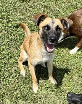 Otto -  Belgian Shepherd Malinois Dog for Adoption in Washington, Missouri - Otto | PetCurious