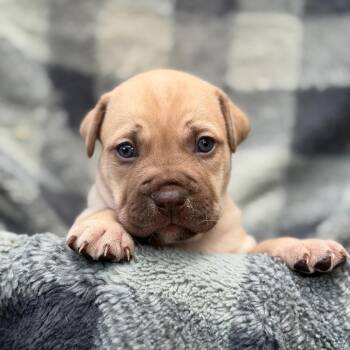 Telly Monster -  Labrador Retriever and Mixed Breed Dog for Adoption in Kanab, Utah - Telly Monster | PetCurious
