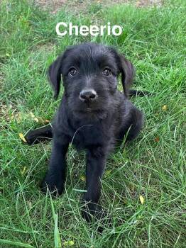 Cheerio -  Schnauzer and Labrador Retriever Dog for Adoption in Boone, Colorado - Cheerio | PetCurious