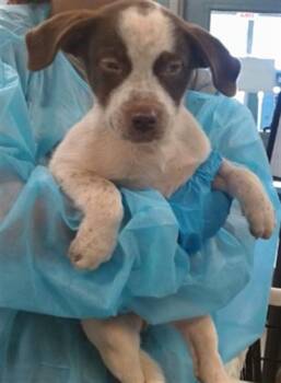 A478955 -  Australian Cattle Dog Blue Heeler Dog for Adoption in Oklahoma City, Oklahoma - A478955 | PetCurious