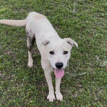 Labrador Retriever Dogs Available for Adoption in Chatham, New Jersey - Honey | PetCurious