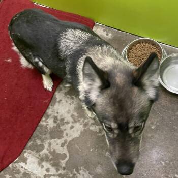 Camille SPWA-Stray-149263 -  Shepherd and Husky Dog for Adoption in Spokane, Washington - Camille SPWA-Stray-149263 | PetCurious