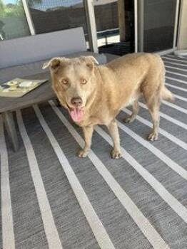 Labrador Retriever and Cattle Dog Dogs Available for Adoption in Chandler, Arizona - GREG #3 | PetCurious