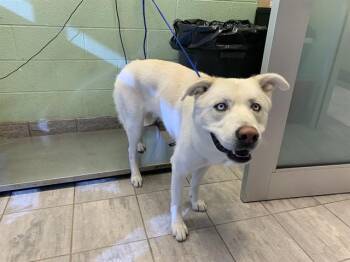 Siberian Husky and Mixed Breed Dogs Available for Adoption - PEETA | PetCurious
