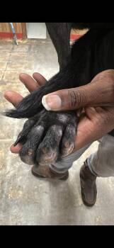 Brody -  Labrador Retriever Dog for Adoption in Lakewood Ranch, Florida - Brody | PetCurious