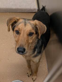 Beignet -  Shepherd Dog for Adoption in Allen, Texas - Beignet | PetCurious