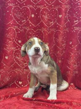 Rescue Shepherd and Mixed Breed Dogs for Adoption in Longview, Texas - Cranberry Sauce | PetCurious