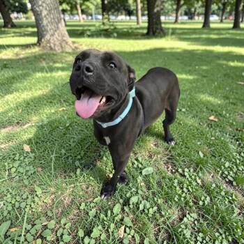 Sarah -  Terrier and Pit Bull Terrier Dog for Adoption in Elyria, Ohio - Sarah | PetCurious