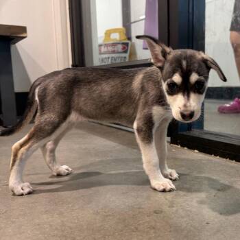 Sasha -  Chihuahua and Husky Dog for Adoption in Tampa, Florida - Sasha | PetCurious