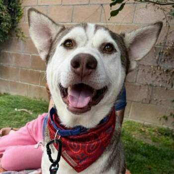 Vince -  Siberian Husky Dog for Adoption in Naperville, Illinois - Vince | PetCurious