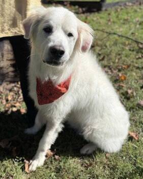 Luna -  Great Pyrenees Dog for Adoption in Midland, Virginia - Luna | PetCurious