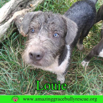 Rescue Terrier and American Bulldog Dogs for Adoption in Pensacola, Florida - Louie | PetCurious