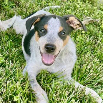 Scrappy -  Australian Cattle Dog Blue Heeler and Mixed Breed Dog for Adoption in Albany, Missouri - Scrappy | PetCurious