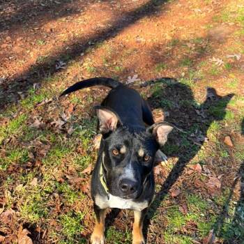 Queen 6970 -  Mixed Breed Dog for Adoption in Hamilton, Georgia - Queen 6970 | PetCurious