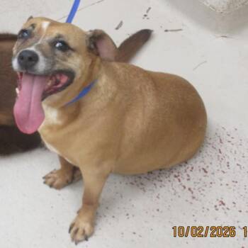 Philly(872) -  Boxer Dog for Adoption in Marietta, Georgia - Philly(872) | PetCurious