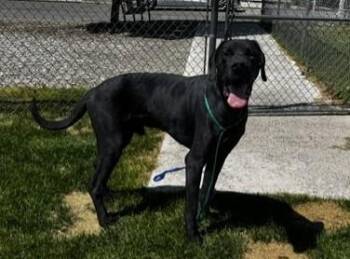 61510110 -  Great Dane Dog for Adoption in Elko, Nevada - 61510110 | PetCurious