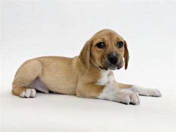 Labrador Retriever Dogs Available for Adoption - KING CAKE KREW | PetCurious