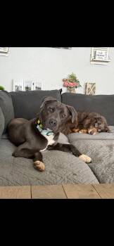 Mixed Breed Dogs Available for Adoption in Polson, Montana - Stan | PetCurious