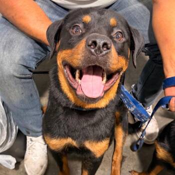 Astro -  Rottweiler Dog for Adoption in Tampa, Florida - Astro | PetCurious