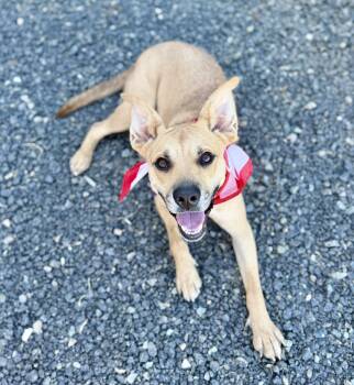 Queenie -  Pit Bull Terrier Dog for Adoption in Sonora, California - Queenie | PetCurious