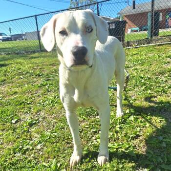 Mixed Breed Dogs Available for Adoption in Cape Girardeau, Missouri - Harlow Graham | PetCurious
