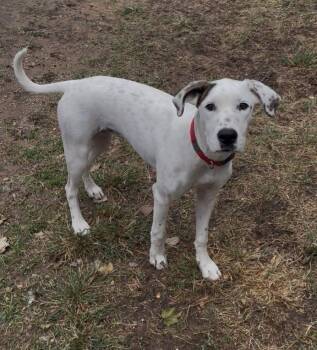 Rosie -  Dalmatian Dog for Adoption in Shreveport, Louisiana - Rosie | PetCurious