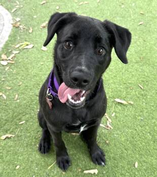 Liberty -  Labrador Retriever Dog for Adoption - Liberty | PetCurious