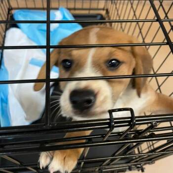 Rescue Mixed Breed Dogs for Adoption in Gadsden, Alabama - ELM 53 | PetCurious