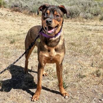 Moe -  Mixed Breed Dog for Adoption in Hailey, Idaho - Moe | PetCurious