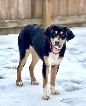 Australian Shepherd and Great Pyrenees Dogs Available for Adoption - Licorice | PetCurious