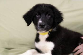 Ozzie -  Newfoundland Dog and Mixed Breed Dog for Adoption in West Chester, Pennsylvania - Ozzie | PetCurious