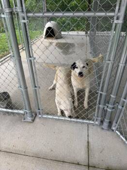 Pyr mix white -  Great Pyrenees and Cattle Dog Dog for Adoption in Greencastle, Indiana - Pyr Mix White | PetCurious
