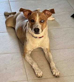 Hound and Mixed Breed Dogs Available for Adoption in Carmel Hamlet, New York - Dory | PetCurious