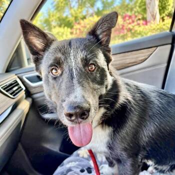 Bucky -  Corgi and Cardigan Welsh Corgi Dog for Adoption in Austin, Texas - Bucky | PetCurious