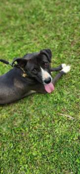 Carrie -  Mixed Breed Dog for Adoption in Taycheedah, Wisconsin - Carrie | PetCurious