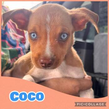 Coco -  Australian Shepherd and Rat Terrier Dog for Adoption in Ringwood, New Jersey - Coco | PetCurious