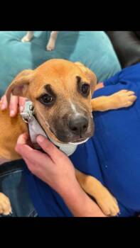 Rebel Rose -  Shepherd and Black Mouth Cur Dog for Adoption in Pensacola, Florida - Rebel Rose | PetCurious