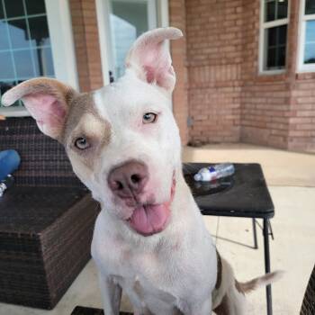Rescue Pit Bull Terrier Dogs for Adoption in Ennis, Texas - Thelma | PetCurious