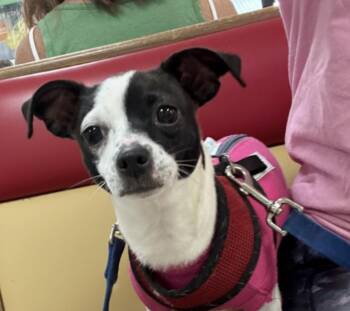 Rescue Rat Terrier Dogs for Adoption in Palm Springs, Florida - Lainey | PetCurious