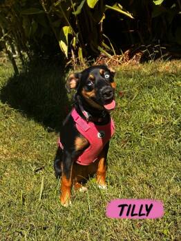 Rescue Terrier and Mixed Breed Dogs for Adoption in Blountville, Tennessee - Tilly | PetCurious