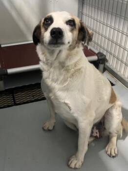 Momma -  Mountain Dog and Mixed Breed Dog for Adoption in Carthage, Missouri - Momma | PetCurious